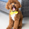 Meet Coco - Our Female Poodle Puppy 1 year old for sale