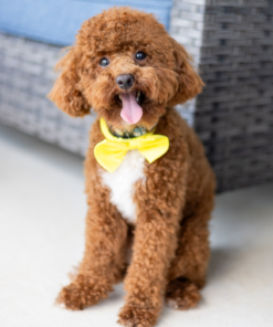 Meet Coco - Our Female Poodle Puppy 1 year old for sale