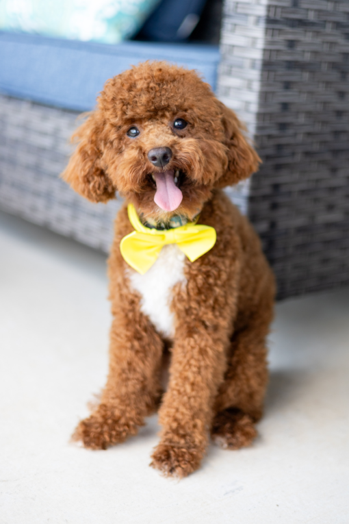 Meet Coco - Our Female Poodle Puppy 1 year old for sale