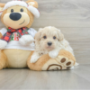 Meet Dav - Our 4 Weeks Male Maltipoo Puppy for sale