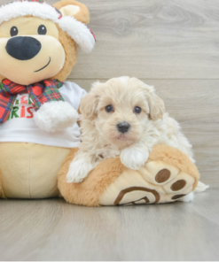 Meet Dav - Our 4 Weeks Male Maltipoo Puppy for sale