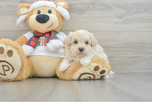 Meet Dav - Our 4 Weeks Male Maltipoo Puppy for sale