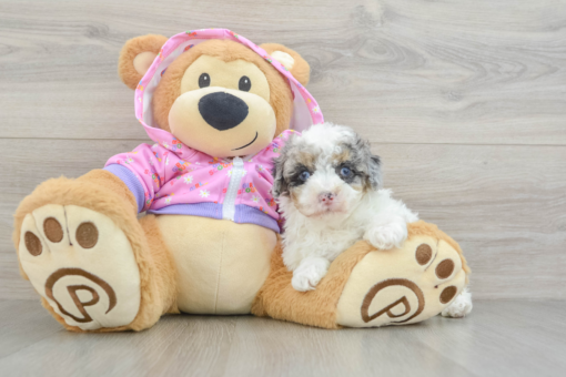 Meet Dazzle - Female - Mini Poodle Puppy 8 weeks old