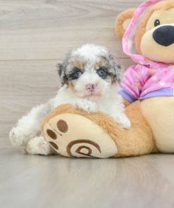 Meet Dazzle - Female - Mini Poodle Puppy 8 weeks old
