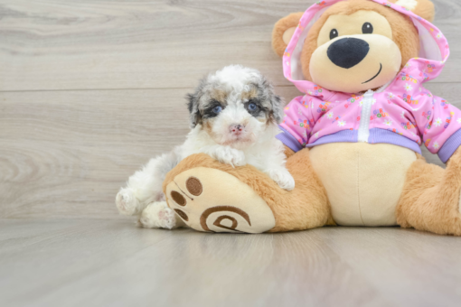 Meet Dazzle - Female - Mini Poodle Puppy 8 weeks old