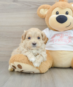 Meet FRANKLIN - Our 6 Weeks old male maltipoo Puppy for sale