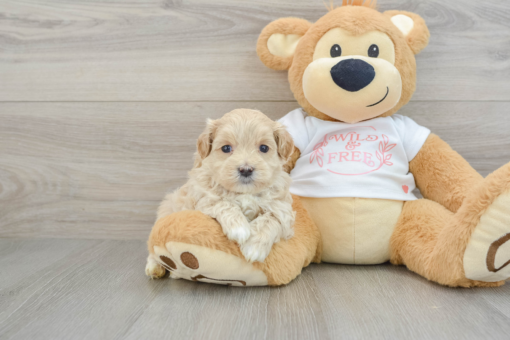 Meet FRANKLIN - Our 6 Weeks old male maltipoo Puppy for sale