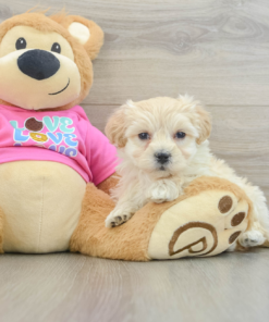 Meet Gela - Male Maltipoo Puppy for sale 8 weeks old