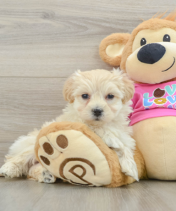 Meet Gela - Male Maltipoo Puppy for sale 8 weeks old