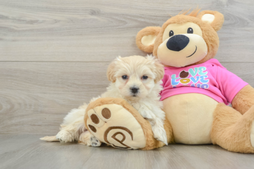 Meet Gela - Male Maltipoo Puppy for sale 8 weeks old