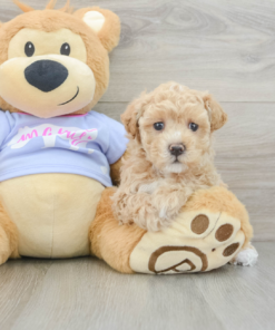 Meet Jonna - Our 8 weeks old Maltipoo Male Puppy for sale