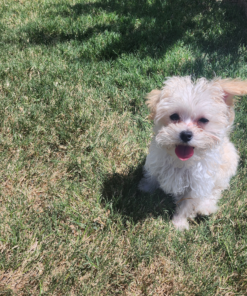 Meet Lucy Toy Maltipoo Puppy for sale 10 months old