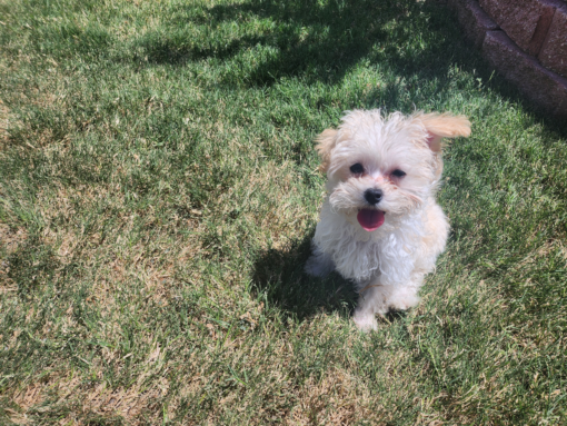 Meet Lucy Toy Maltipoo Puppy for sale 10 months old