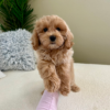 Meet Winnie - Our cute Female Maltipoo Puppy 18 weeks old