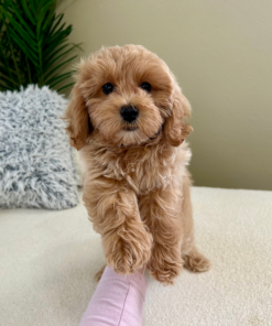 Meet Winnie - Our cute Female Maltipoo Puppy 18 weeks old