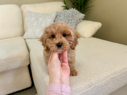 Meet Winnie - Our cute Female Maltipoo Puppy 18 weeks old