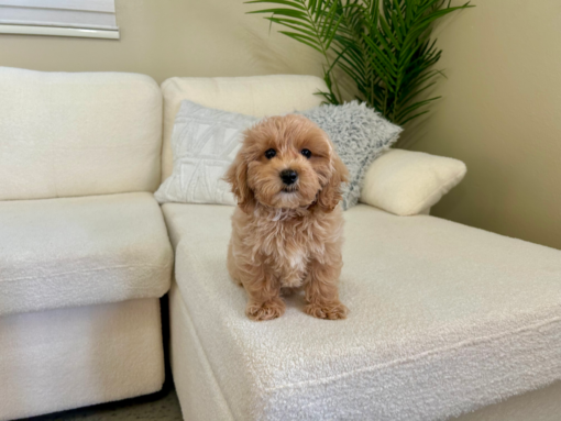 Meet Winnie - Our cute Female Maltipoo Puppy 18 weeks old