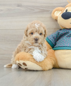 Meet Wrigley - 7 weeks old Male - Maltipoo Puppy for sale