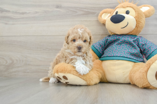 Meet Wrigley - 7 weeks old Male - Maltipoo Puppy for sale