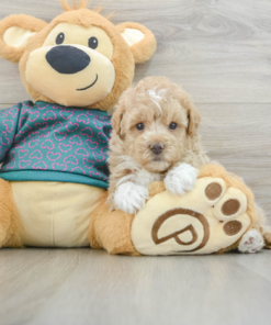 Meet Wrigley - 7 weeks old Male - Maltipoo Puppy for sale