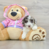 Meet ALEXI - Our Female Mini Poodle Puppy for sale 7 Weeks old