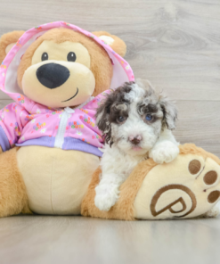 Meet ALEXI - Our Female Mini Poodle Puppy for sale 7 Weeks old