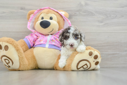 Meet ALEXI - Our Female Mini Poodle Puppy for sale 7 Weeks old