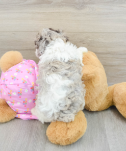 Meet ALEXI - Our Female Mini Poodle Puppy for sale 7 Weeks old