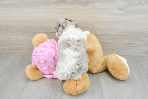 Meet ALEXI - Our Female Mini Poodle Puppy for sale 7 Weeks old