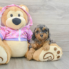 Meet BESSIE - Our 7 Weeks old Female Mini Poodle For Sale
