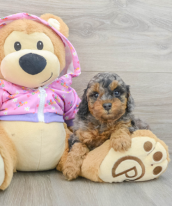 Meet BESSIE - Our 7 Weeks old Female Mini Poodle For Sale