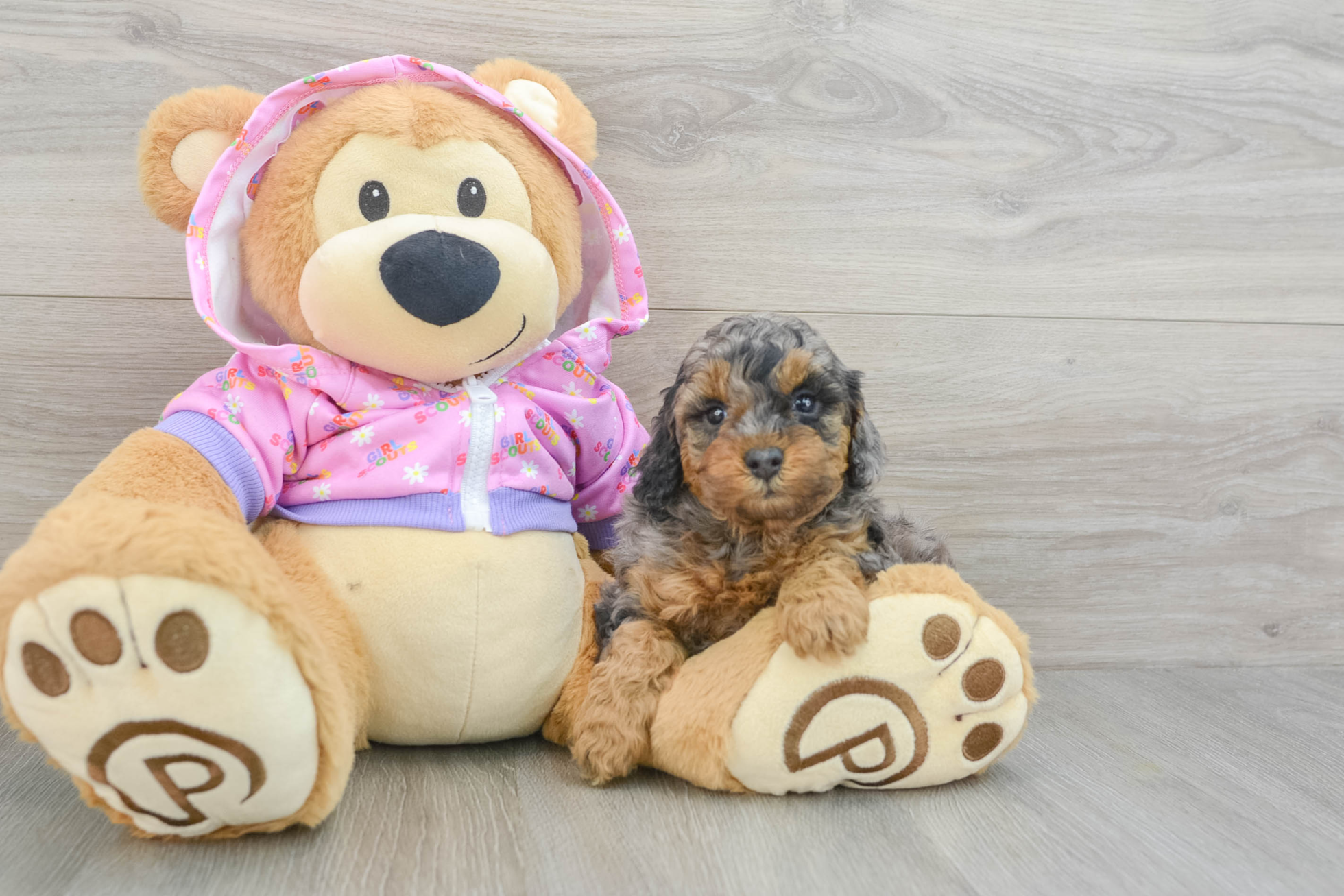 Meet BESSIE - Our 7 Weeks old Female Mini Poodle For Sale