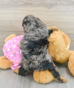 Meet BESSIE - Our 7 Weeks old Female Mini Poodle For Sale