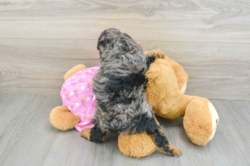 Meet BESSIE - Our 7 Weeks old Female Mini Poodle For Sale