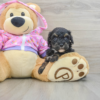 Mini Poodle puppy for sale, Miniature Poodle puppies for sale, AKC registered Mini Poodle, Mini Poodle adoption, Mini Poodle rehoming, buy Mini Poodle puppy, Mini Poodle reservation, Mini Poodle puppy 7 weeks old, Mini Poodle puppy buy now, Mini Poodle puppies near me, Miniature Poodle puppy for adoption, hypoallergenic Mini Poodle puppies, Mini Poodle puppies with pedigree, Mini Poodle puppies for families, Miniature Poodle puppy AKC registered