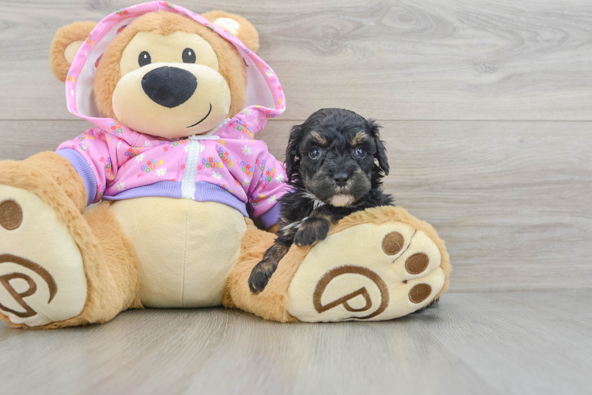 Say hello to CASPIAN, a charming, playful, and affectionate male Mini Poodle puppy for sale at Maltipoo Puppies Land. At just 7 weeks old, born on Wednesday, July 9, 2025, he already shows the intelligence and loving personality Mini Poodles are famous for.