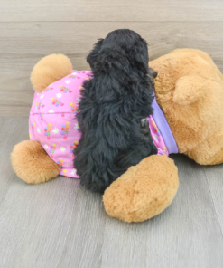 Meet CASPIAN - Our Male Mini Poodle Puppy for sale - 7 Weeks Old