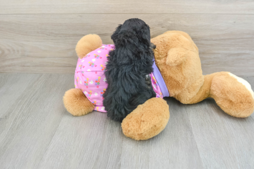 Meet CASPIAN - Our Male Mini Poodle Puppy for sale - 7 Weeks Old
