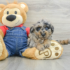 Meet DAK - Our Male Mini Poodle Puppy for sale 7 Weeks old