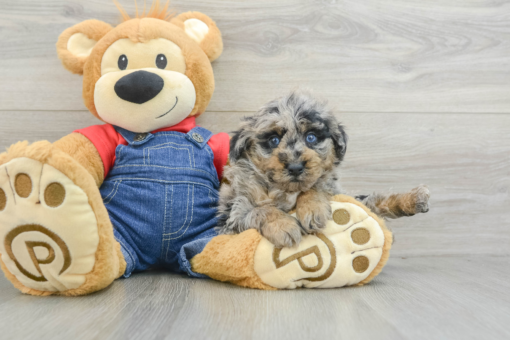 Meet DAK - Our Male Mini Poodle Puppy for sale 7 Weeks old