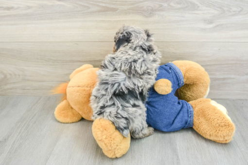 Meet DAK - Our Male Mini Poodle Puppy for sale 7 Weeks old