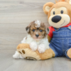 Introducing GALAWAY, our stunning 6-week-old female Mini Poodle puppy with a heart full of love and a coat full of curls! Galaway is the perfect blend of beauty and brains. Her soft, curly, hypoallergenic coat, gentle eyes, and confident little personality make her an excellent fit for any loving home.