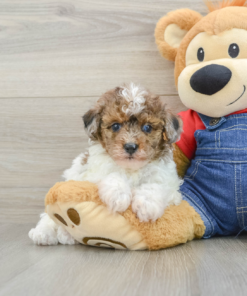 Introducing GALAWAY, our stunning 6-week-old female Mini Poodle puppy with a heart full of love and a coat full of curls! Galaway is the perfect blend of beauty and brains. Her soft, curly, hypoallergenic coat, gentle eyes, and confident little personality make her an excellent fit for any loving home.