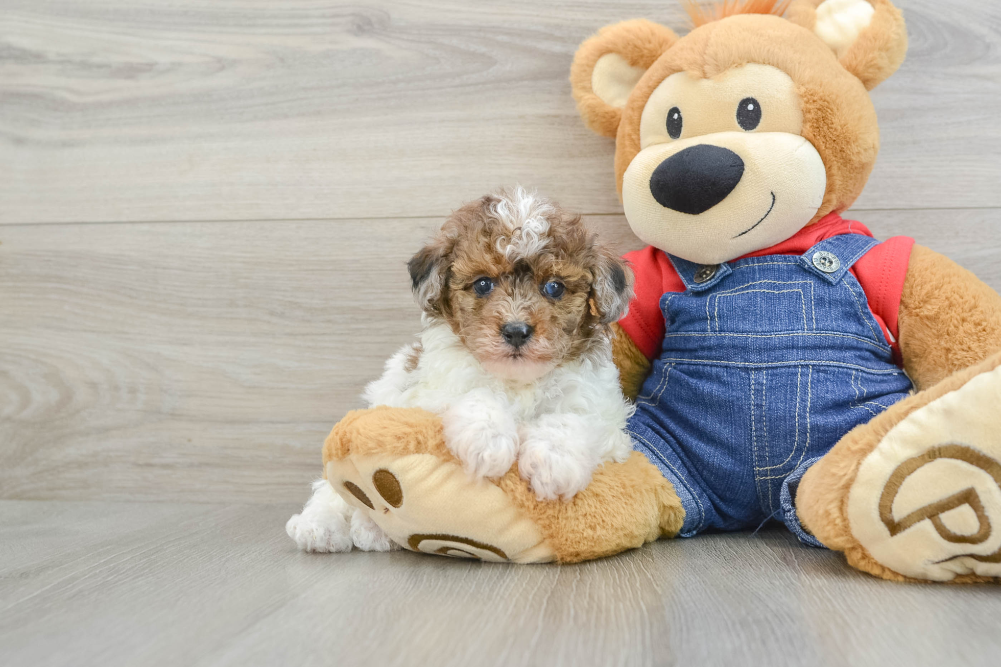 Introducing GALAWAY, our stunning 6-week-old female Mini Poodle puppy with a heart full of love and a coat full of curls! Galaway is the perfect blend of beauty and brains. Her soft, curly, hypoallergenic coat, gentle eyes, and confident little personality make her an excellent fit for any loving home. 