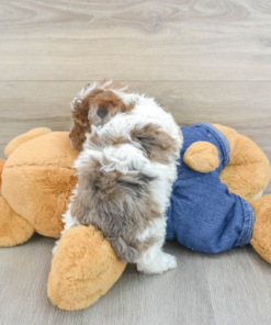 Meet GALAWAY - Our Female Mini Poodle Puppy for sale - 6 weeks old