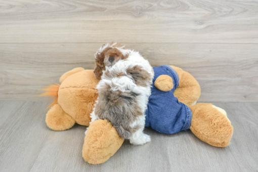 Meet GALAWAY - Our Female Mini Poodle Puppy for sale - 6 weeks old