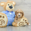 Meet JADE - Our Female Mini Poodle Puppy For Sale - 6 weeks old