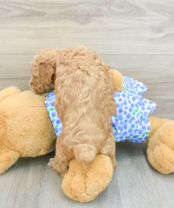 Meet JADE - Our Female Mini Poodle Puppy For Sale - 6 weeks old
