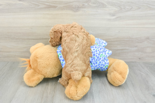 Meet JADE - Our Female Mini Poodle Puppy For Sale - 6 weeks old