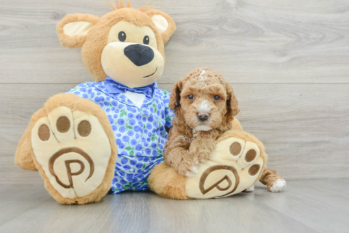 Meet JADE - Our Female Mini Poodle Puppy For Sale - 6 weeks old